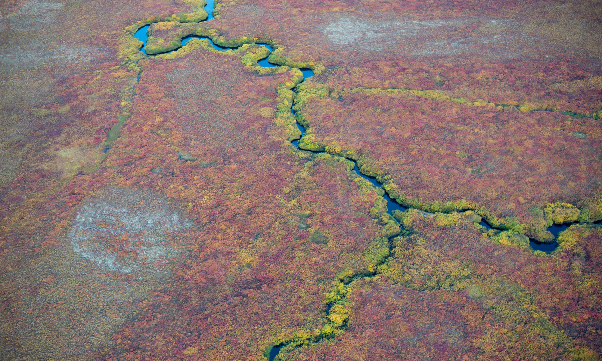 Fall colours, Arctic tundra