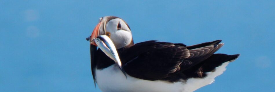 Puffin