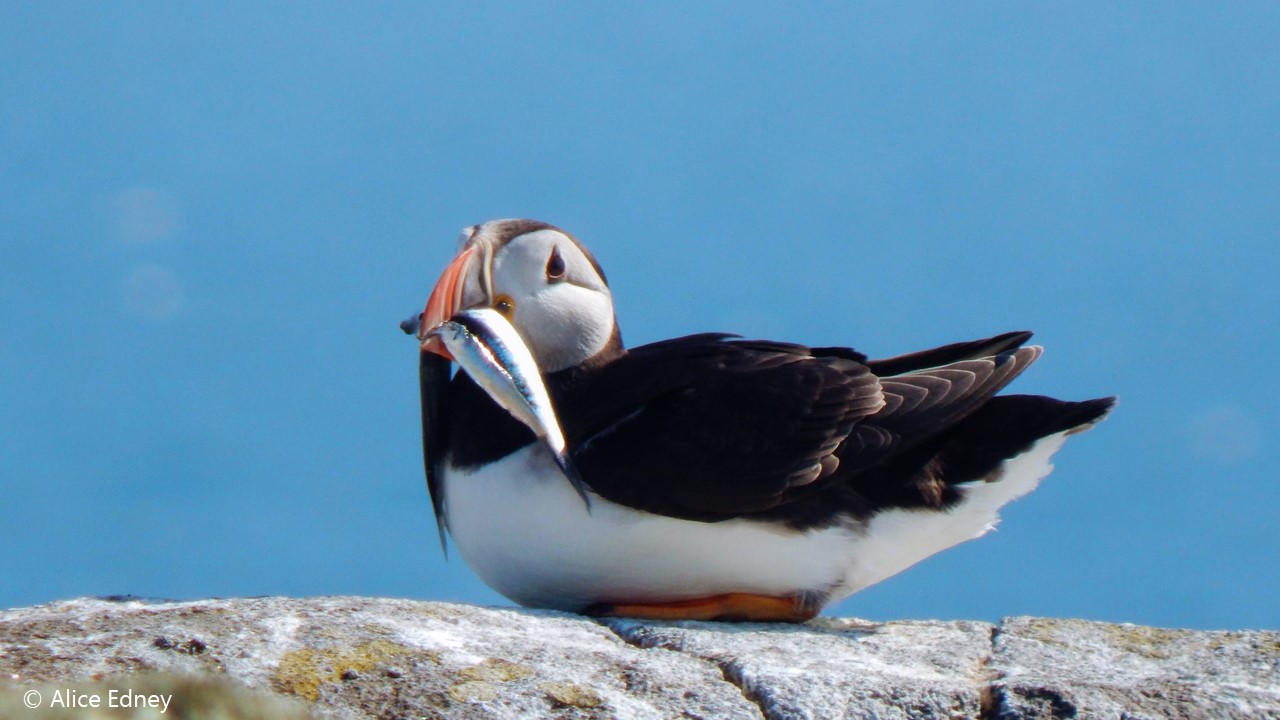 Puffin