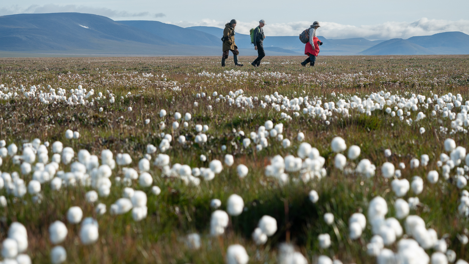 Three people walking over tundra in summer