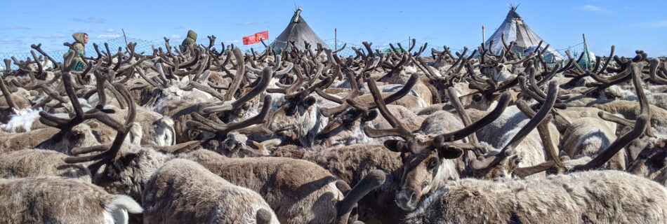 Reindeer in a round-up corral