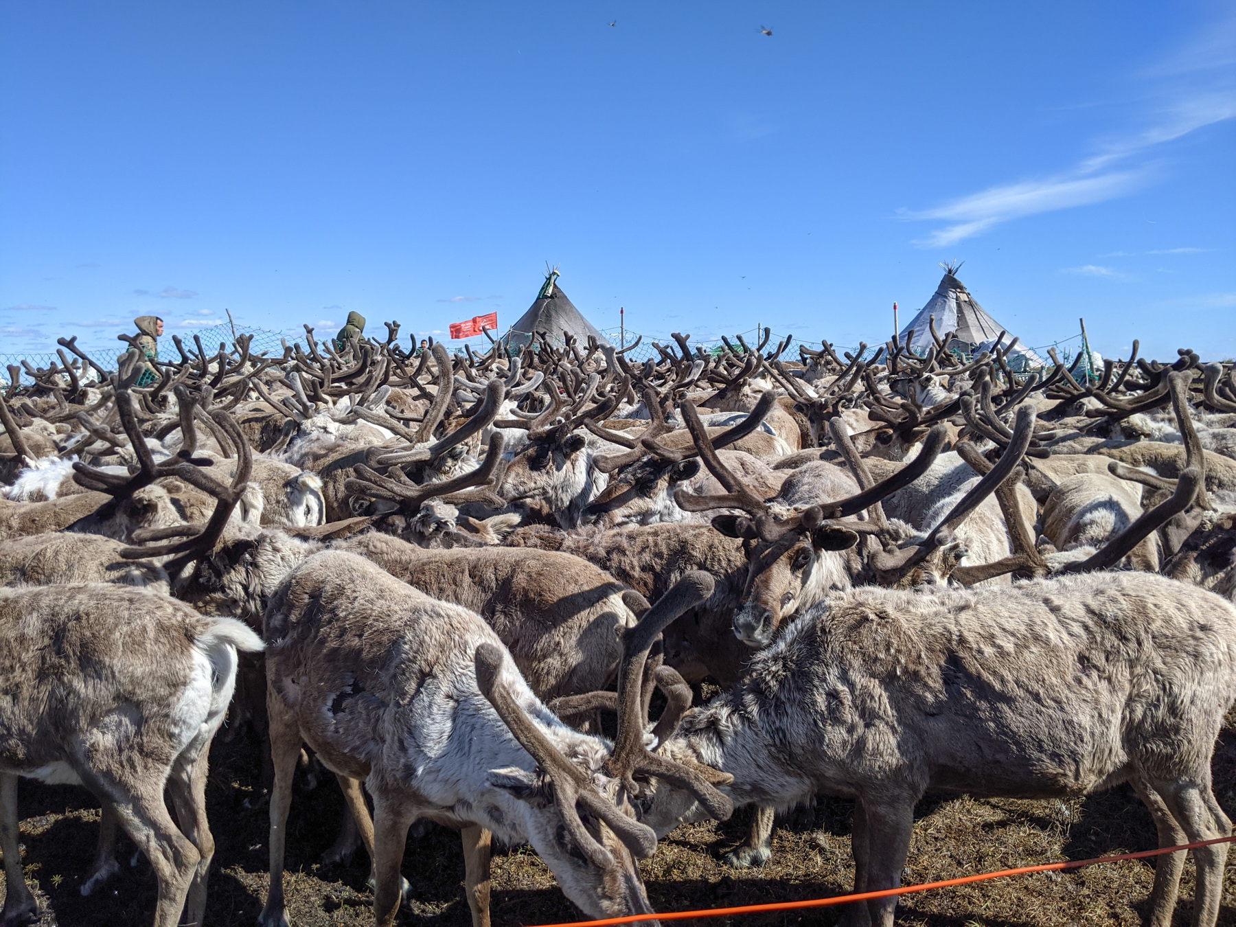 Reindeer in a round-up corral